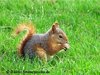 Kleines Eichhörnchen (2:51)